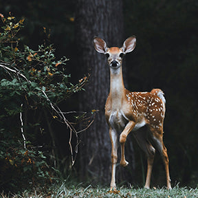Deer: Beautiful Beast and Breeding Ground for Disease